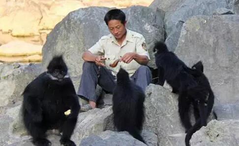 男子救下受傷黑葉猴，五年後攜全家看恩人