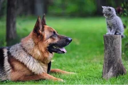 爱犬危急之下为主人接生 救了母女性命